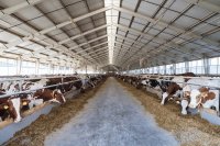 𝘔𝘦𝘨𝘢𝘴𝘱𝘩𝘢𝘦𝘳𝘢 𝘦𝘭𝘴𝘥𝘦𝘯𝘪𝘪: A Probiotic Solution for Rumen Health and Feed Efficiency